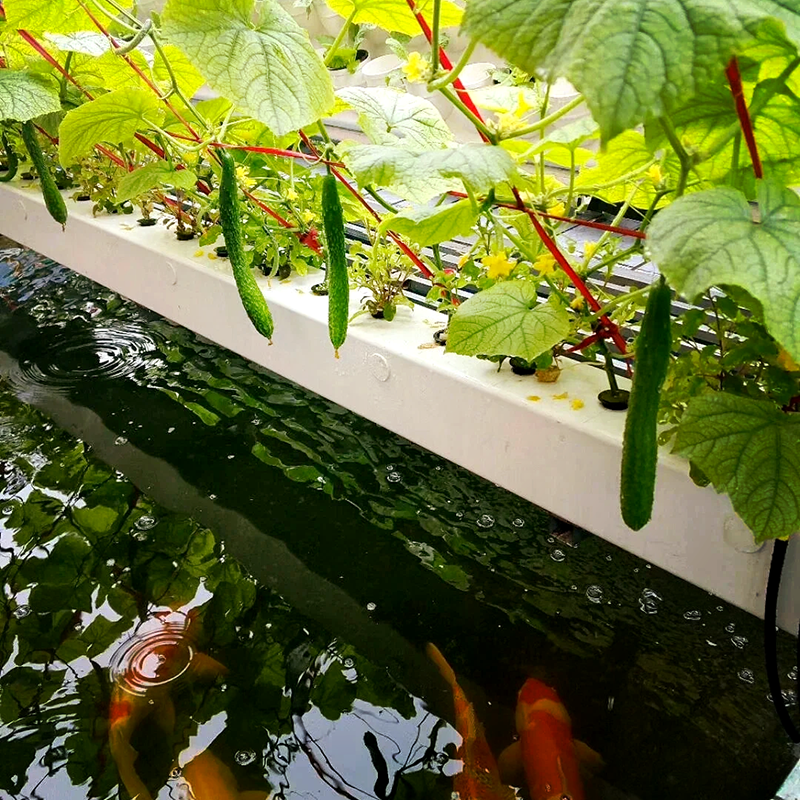 嘉兴市玻璃温室鱼菜共生 - 价格